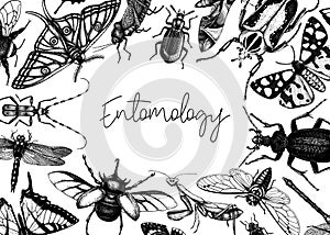 Hand-sketched insect banner template. Hand drawn beetles, bugs, butterflies, dragonfly, cicada, moths, bee illustrations in