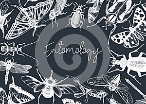 Hand-sketched insect banner template. Hand drawn beetles, bugs, butterflies, dragonfly, cicada, moths, bee illustrations in