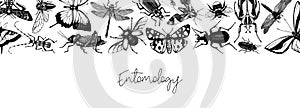 Hand-sketched insect banner template. Hand drawn beetles, bugs, butterflies, dragonfly, cicada, moths, bee illustrations in