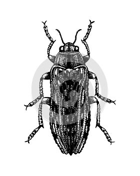 Hand sketched Jewel beetle. Insects collection. Isolated entomological illustration on white background. Insects drawing. Black