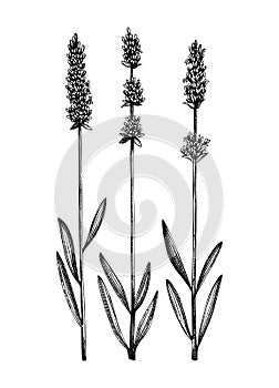 Hand sketched Lavender illustrations. Medicinal herbs collection. Vector set of vintage summer florals. Aromatic and medicinal