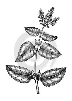 Ruka načrtnuté mäta botanický ilustrácie listy a kvety. korenie mäta zdravotné byliny a korenie. ryté 