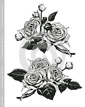 Hand sketched set of white roses in vintage engraving style. Baroque decorative elements. Floral doodles, leaves