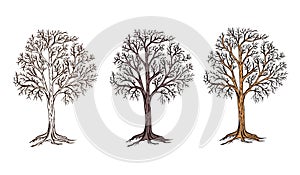 Hand sketched tree dry symbol vector illustration