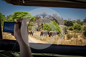 Hand with smartphone and elephants at safari ride adventure in Tarangire National Park safari, Tanzania