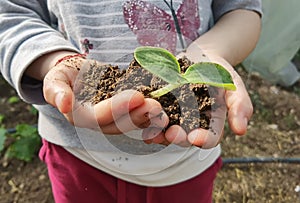 Hand soil plant  growing of zucchini protection affection