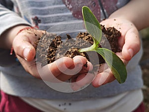 Hand soil plant  growing of zucchini protection affection