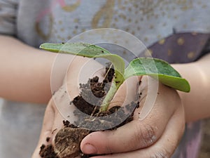 Hand soil plant  growing of zucchini protection affection