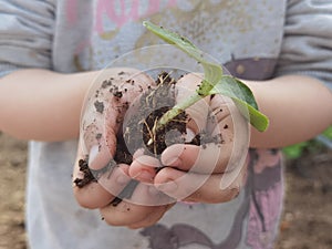 Hand soil plant  growing of zucchini protection affection