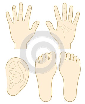 Hand, the sole of a foot, ear