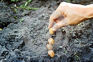 Hand sow seeds palm on soil after the rain