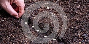 Hand sow vegetable seed on soil, close up, copy space. Agriculture, organic garden and ecology