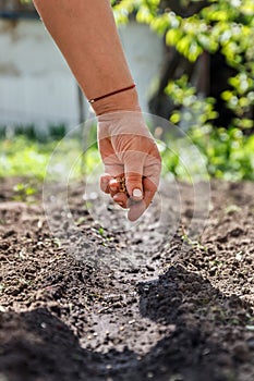 A hand sowing seeds into the soil