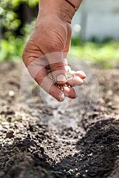 a hand sowing seeds into the soil