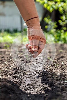 A hand sowing seeds into the soil