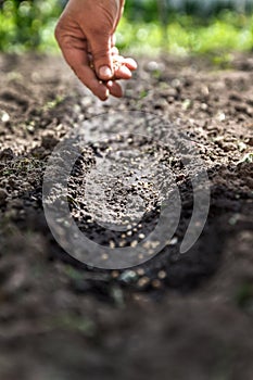 A hand sowing seeds into the soil