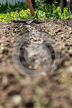 a hand sowing seeds into the soil