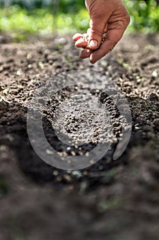 a hand sowing seeds into the soil
