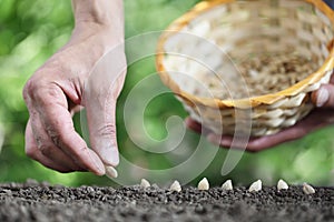 Hand sowing seeds in vegetable garden soil, close up with ba