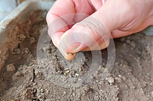 Hand sows seeds into the soil in a box. home gardening. growing vegetables