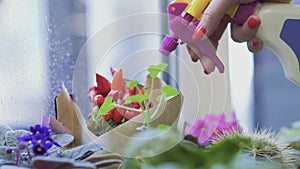 Hand with spray bottle praying water on potted flower close up. Female hand spattering flowers using a spray bottle