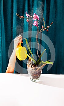 A hand with a spray gun sprinkles on a purple orchid against a green velvet background. The concept of the dangers of