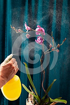 A hand with a spray gun sprinkles on a purple orchid against a green velvet background. The concept of the dangers of