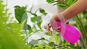Hand spraying houseplant with water at home