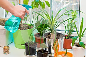 Hand spraying houseplants with a spray bottle