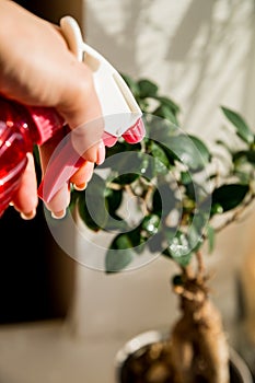 Hand spraying houseplants with a spray bottle.Plant and water spray beside window splashed by sunlight, indoor gardening