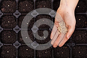 Hand spreading seeds into germination tray