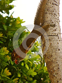 Hand-squirrel gnaws nuts, squirrel with a nut