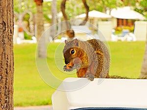 Hand-squirrel gnaws nuts, squirrel with a nut