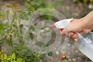 Hand squirting a solution of rose