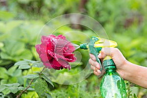 Hand squirting a solution of rose aphid