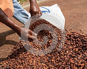 Hand stacking and stuffing dried cocoa nuts into a sack photo