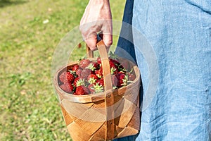 Hand with Strawberries in basket on strawberry field background