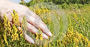 Hand strokes the Yellow Flowers of a dyer broom Genista tinctoria. Medicinal plant