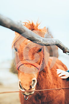 Hand stroking a beautiful horse