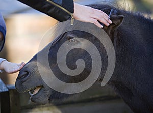 Hand stroking a black horse