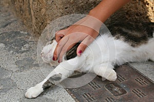 Hand stroking a cat