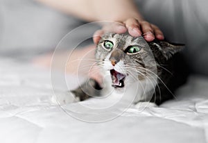 hand stroking a cat, cat and owner, aggressive fright cat