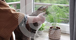Hand stroking a cat. Happy grey cat being stroked by her owner. Senior women stroking the cat