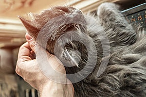 Hand stroking the cat on the head