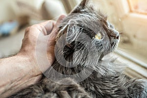 Hand stroking the cat on the head