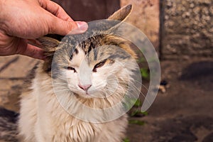 Hand stroking the cat on the head