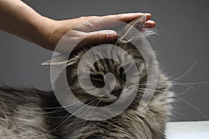 Hand stroking a cat`s head, pet the cat