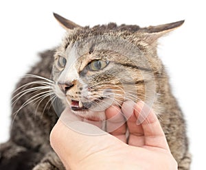 Hand stroking a cat on a white background