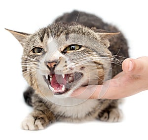 Hand stroking a cat on a white background