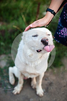 Hand stroking Central Asian Shepherd Dog